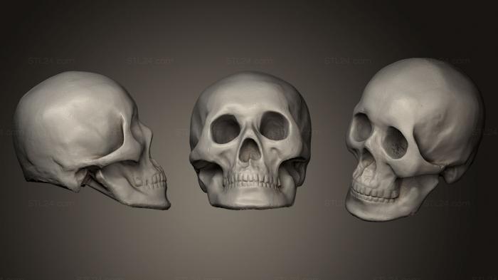 Anatomy of skeletons and skulls (skull, ANTM_0185) 3D models for cnc